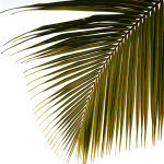 water-sport-template-coconut-tree-img